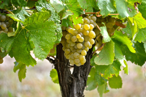 Reif Estate Winery